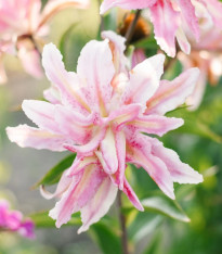 Lilie Broken Heart - Lilium - cibuloviny - 1 ks