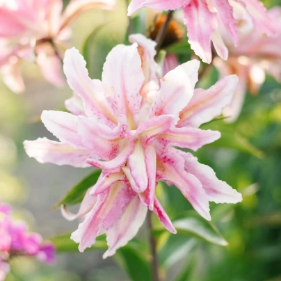 Lilie Broken Heart - Lilium - cibuloviny - 1 ks