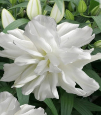 Lilie Lotus Ice - Lilium - cibuloviny - 1 ks