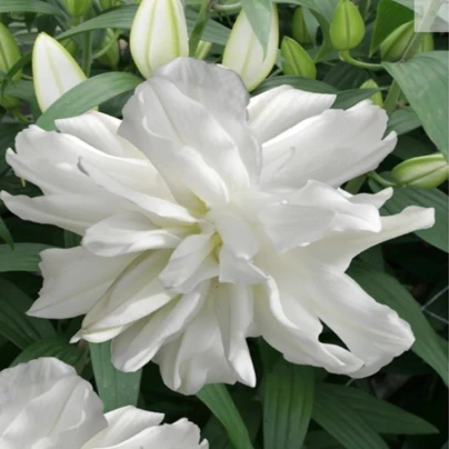 Lilie Lotus Ice - Lilium - cibuloviny - 1 ks