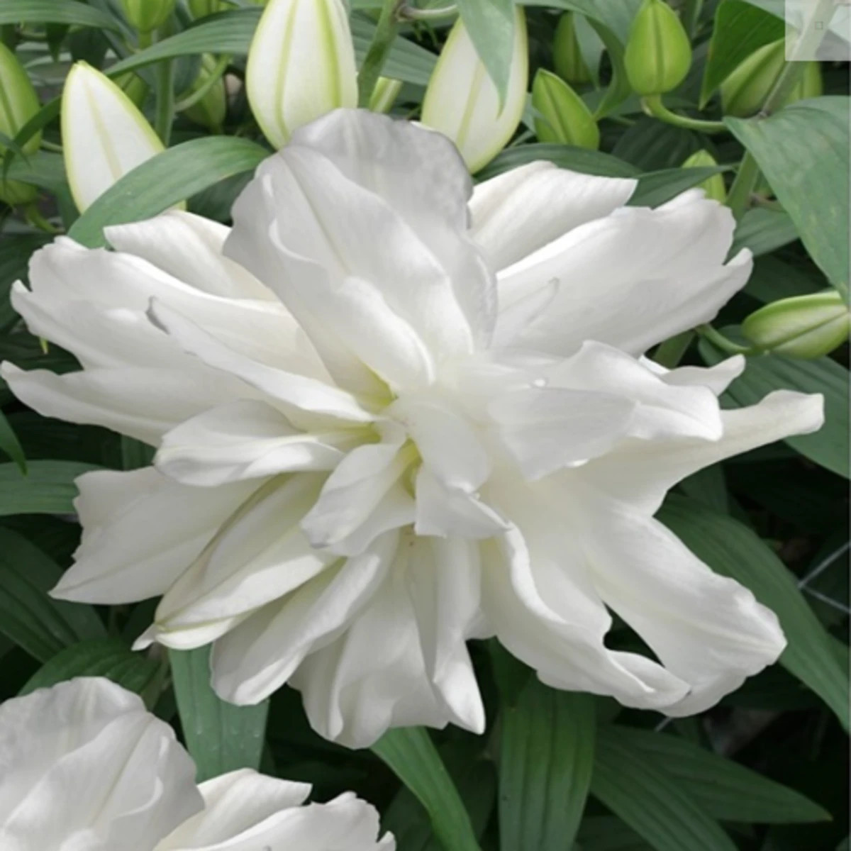 Lilie Lotus Ice - Lilium - cibuloviny - 1 ks