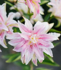 Lilie Magic Star - Lilium - cibuloviny - 1 ks