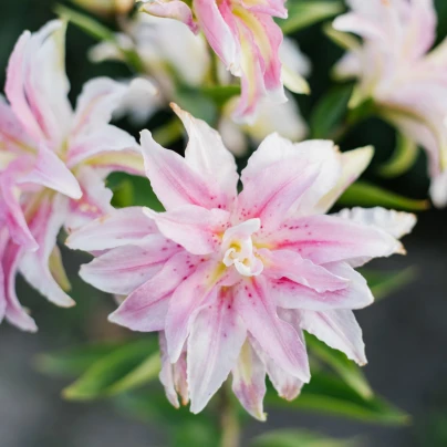 Lilie Magic Star - Lilium - cibuloviny - 1 ks