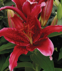 Lilie Red Flash - Lilium - cibuloviny - 1 ks