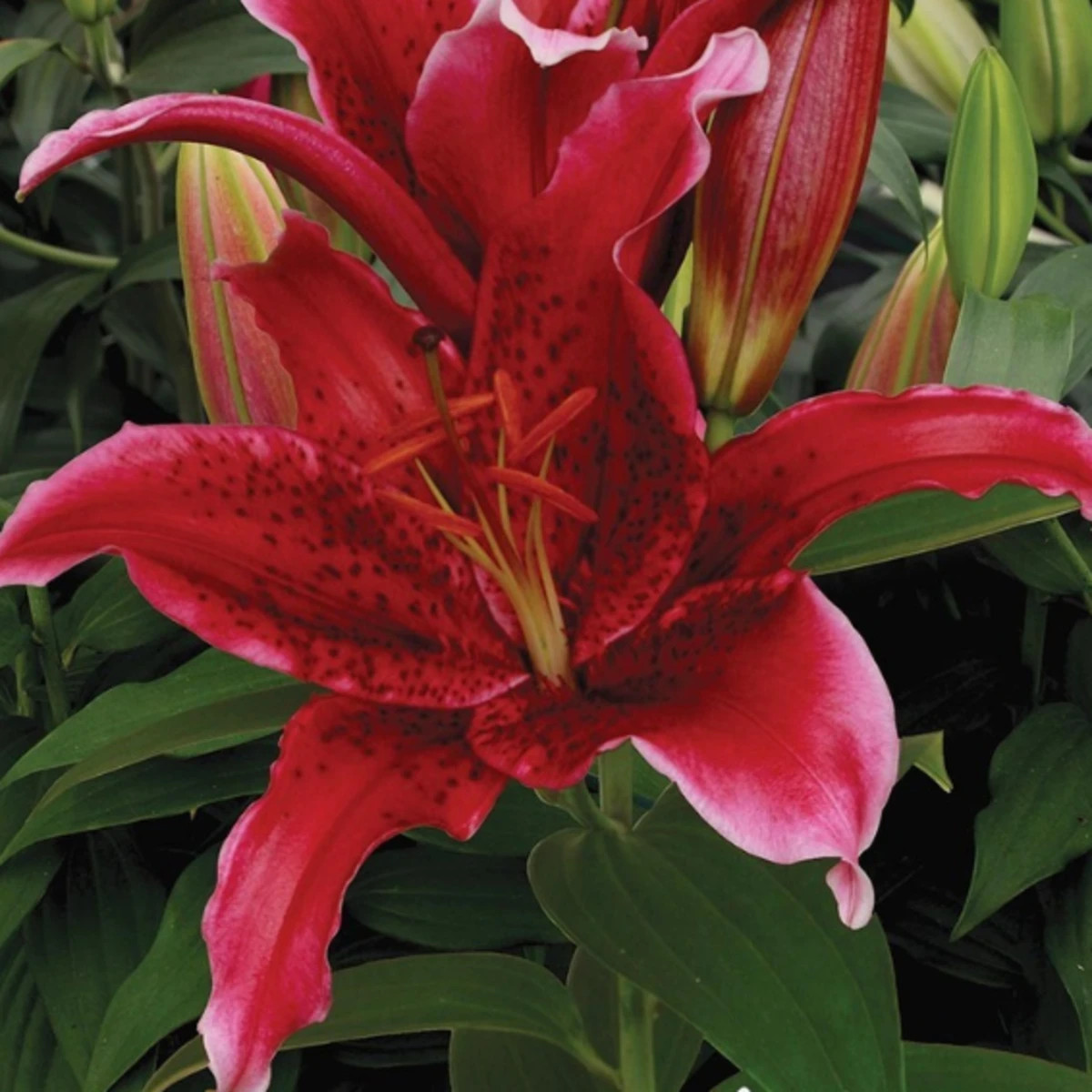 Lilie Red Flash - Lilium - cibuloviny - 1 ks