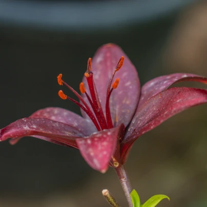 Lilie Landini - Lilium - cibuloviny - 1 ks