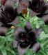 Lilie Landini - Lilium - cibuloviny - 1 ks