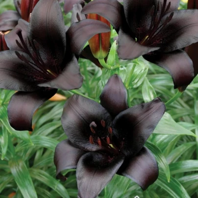 Lilie Landini - Lilium - cibuloviny - 1 ks