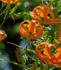 Lilie Henryi - Lilium - cibuloviny - 1 ks