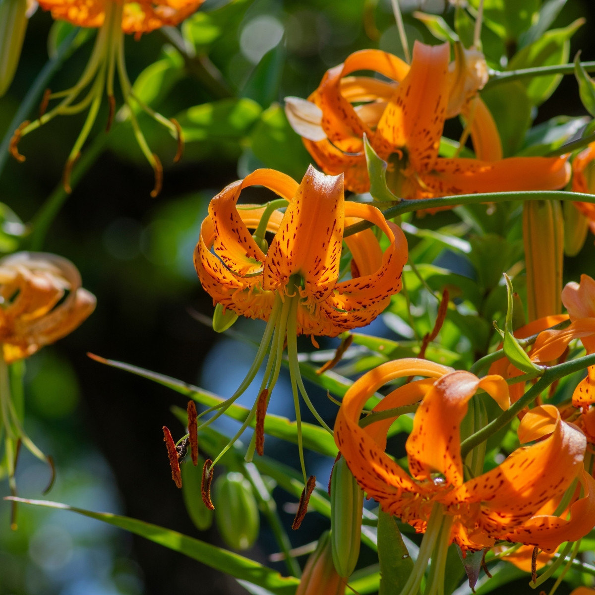 Lilie Henryi - Lilium - cibuloviny - 1 ks