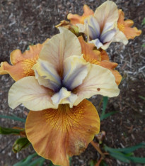 Kosatec sibiřský Orange Grooves  - Iris sibirica - hlízy - 1 ks