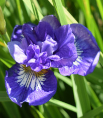 Kosatec sibiřský Kaboom - Iris sibirica - hlízy - 1 ks