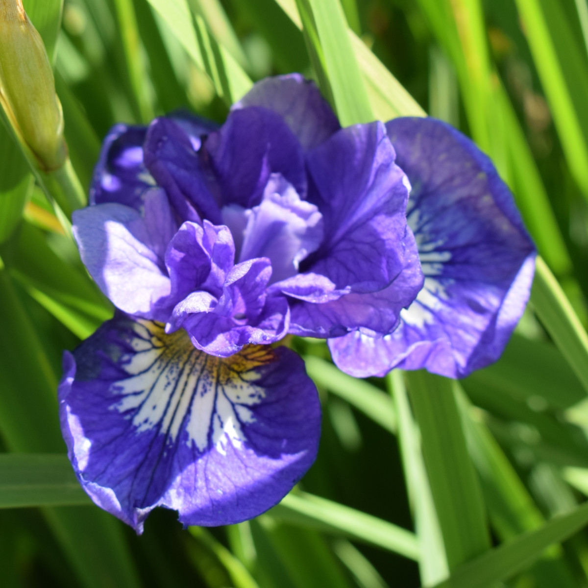 Kosatec sibiřský Kaboom - Iris sibirica - hlízy - 1 ks