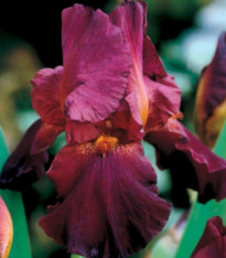 Kosatec německý bordó - Iris germanica - hlízy - 1 ks