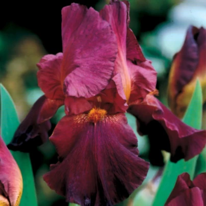 Kosatec německý bordó - Iris germanica - hlízy - 1 ks