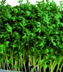 Velkolistá řeřicha - Lepidium sativum - semena - 1,5 g