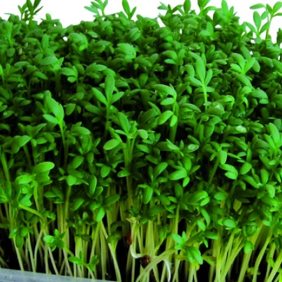 Velkolistá řeřicha - Lepidium sativum - semena - 1,5 g