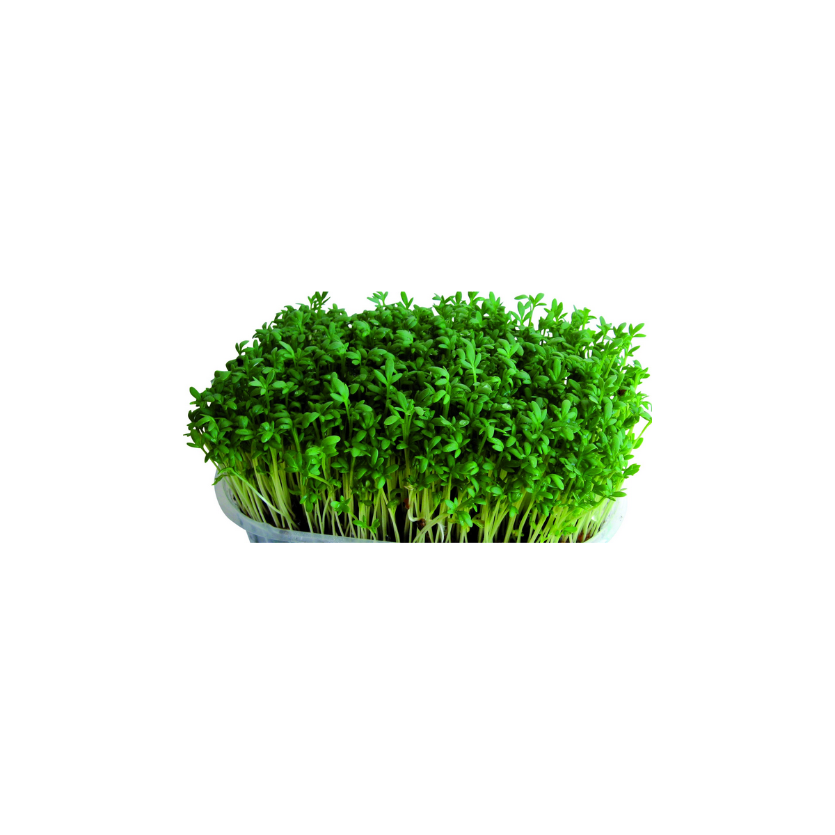 Řeřicha zahradní - rostlina Lepidium sativum - osivo řeřichy - 2.5 g