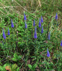Rozrazil klasnatý - Veronica spicata - hlízy - 1 ks