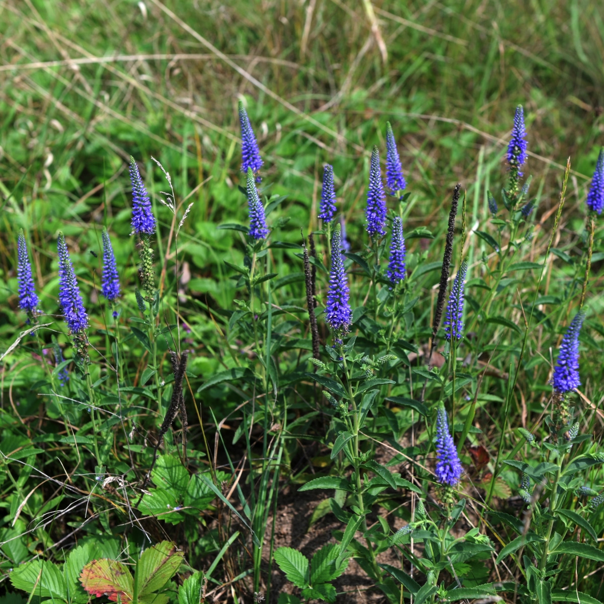 Rozrazil klasnatý - Veronica spicata - hlízy - 1 ks
