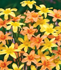 Morea směs - Homeria - cibuloviny - 8 ks