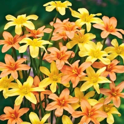 Morea směs - Homeria - cibuloviny - 8 ks