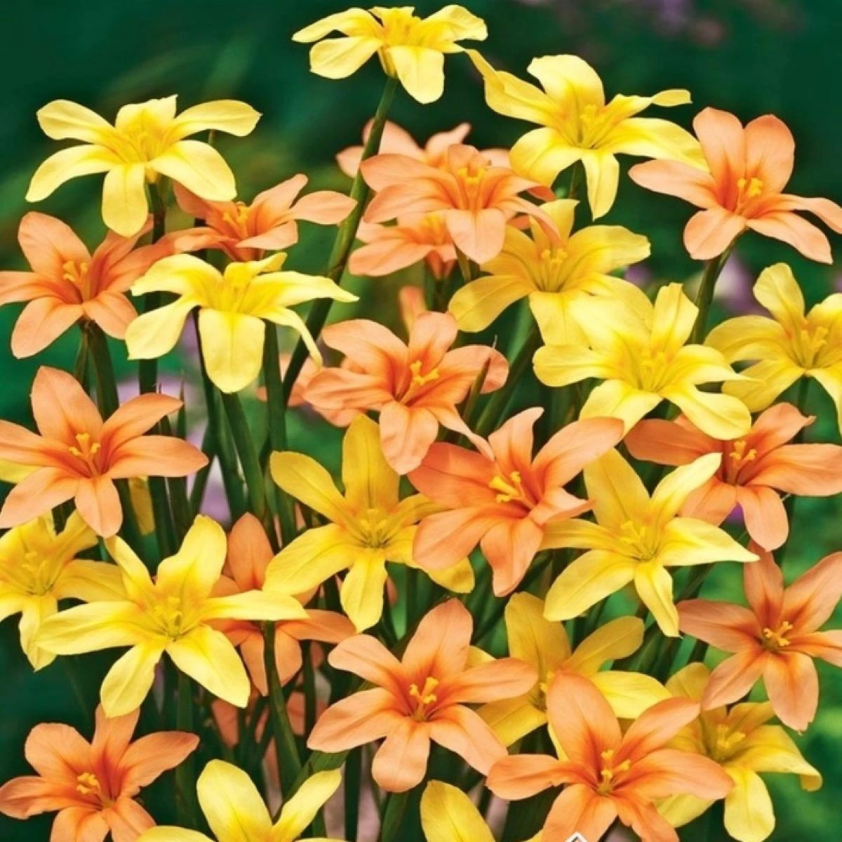 Morea směs - Homeria - cibuloviny - 8 ks