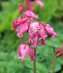 Srdcovka formosa Luxuriant - Dicentra formosa - cibuloviny - 1 ks