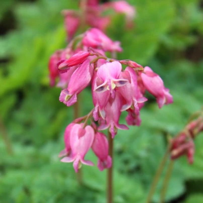 Srdcovka formosa Luxuriant - Dicentra formosa - cibuloviny - 1 ks