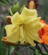 Denivka River Wye - Hemerocallis - cibuloviny - 1 ks