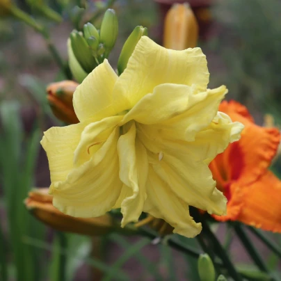 Denivka River Wye - Hemerocallis - cibuloviny - 1 ks