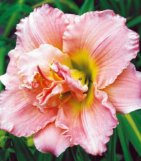 Denivka Double Dream – Hemerocallis – hlízy denivky