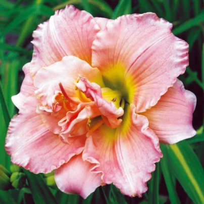Denivka Double Dream – Hemerocallis – hlízy denivky