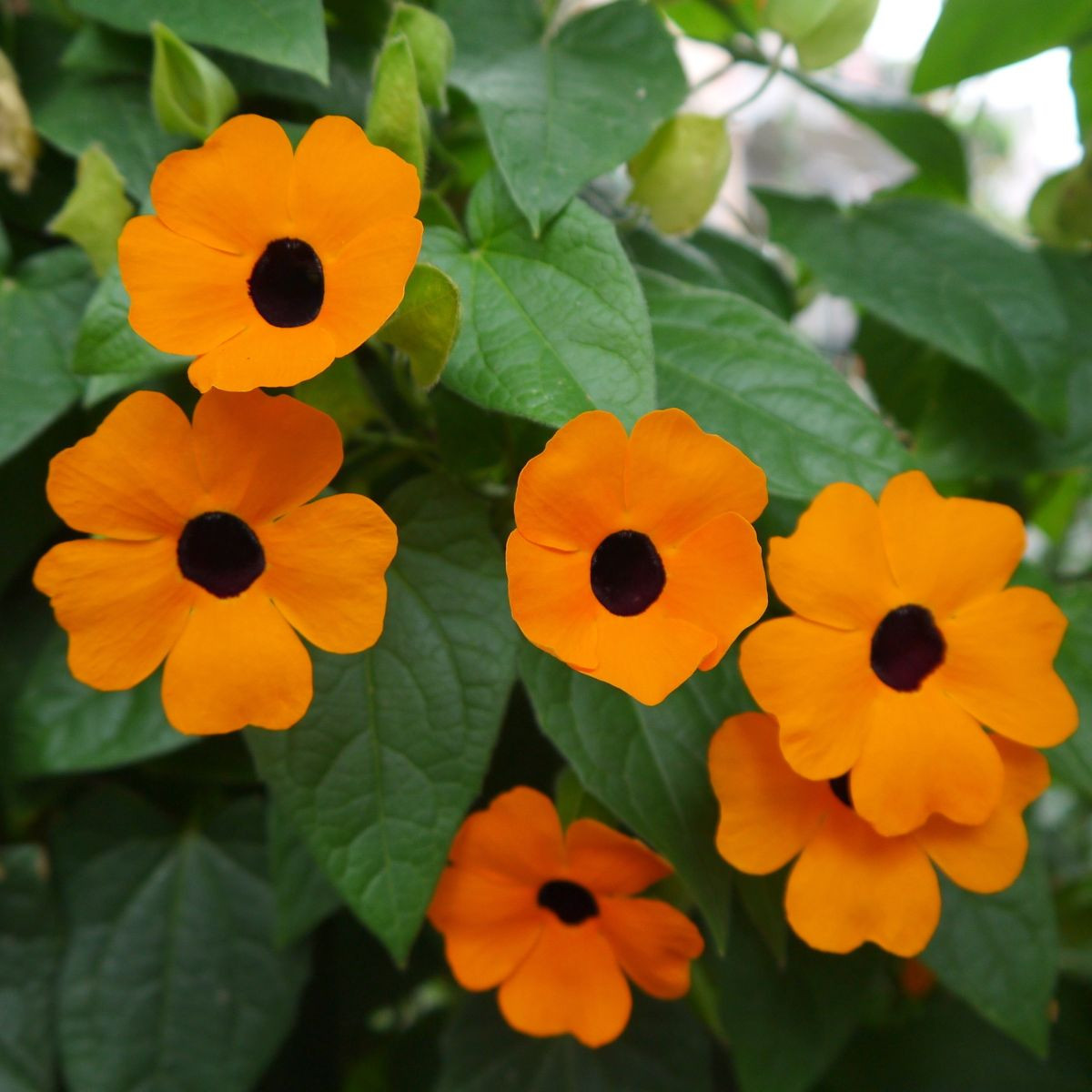 Černooká Zuzana - Thunbergia alata - semena - 12 ks