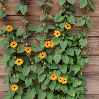 Černooká Zuzana - Thunbergia alata - semena - 12 ks