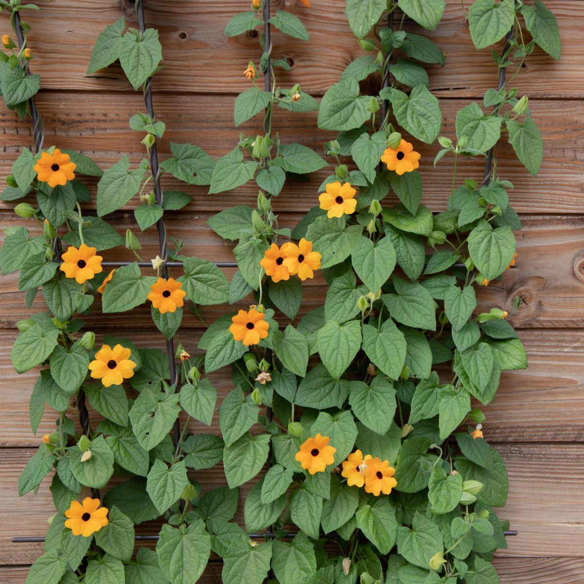 Černooká Zuzana - Thunbergia alata - semena - 12 ks