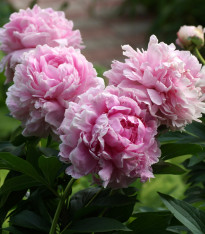 Pivoňka Sarah Bernhardt - Paeonia lactiflora - cibuloviny - 1 ks