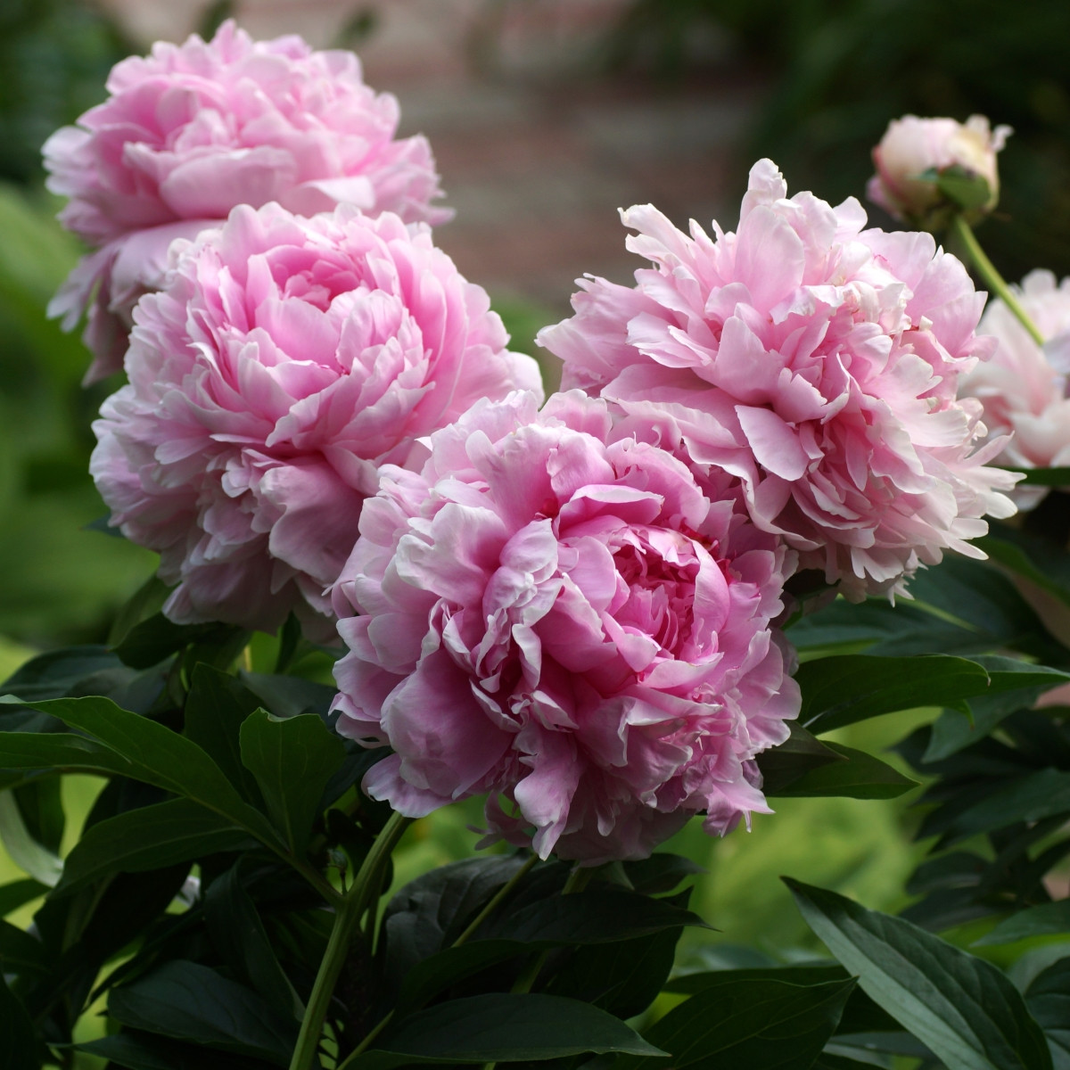 Pivoňka Sarah Bernhardt - Paeonia lactiflora - cibuloviny - 1 ks
