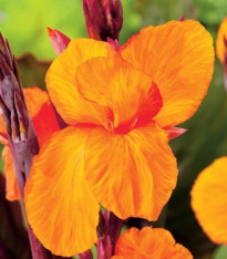 Dosna Jivago - Canna - cibuloviny - 1 ks