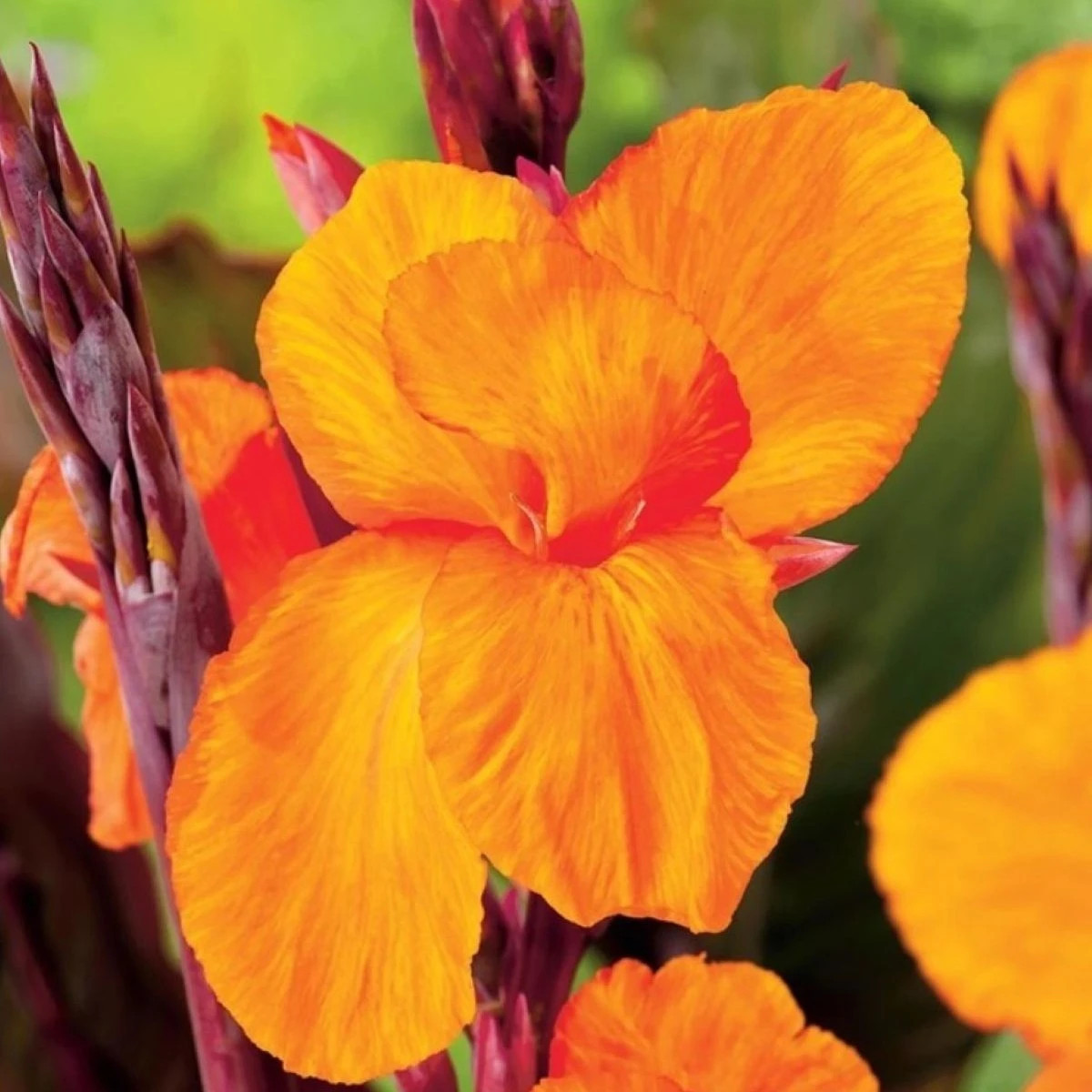 Dosna Jivago - Canna - cibuloviny - 1 ks