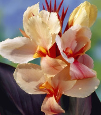 Dosna Angel Martin - Canna - cibuloviny - 1 ks