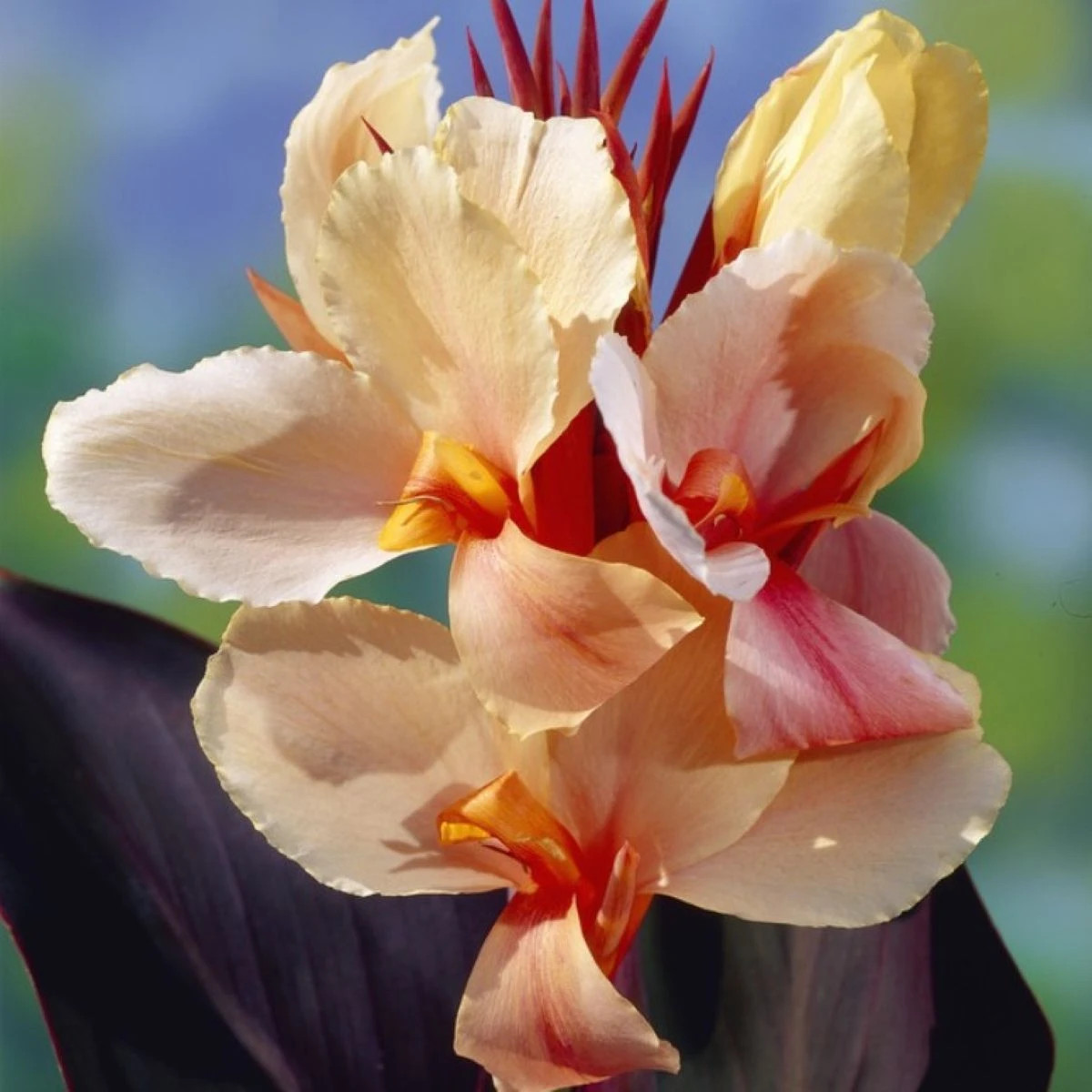 Dosna Angel Martin - Canna - cibuloviny - 1 ks