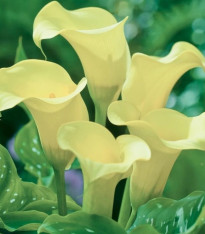 Kala Albomaculata – Zantedeschia – hlízy kaly