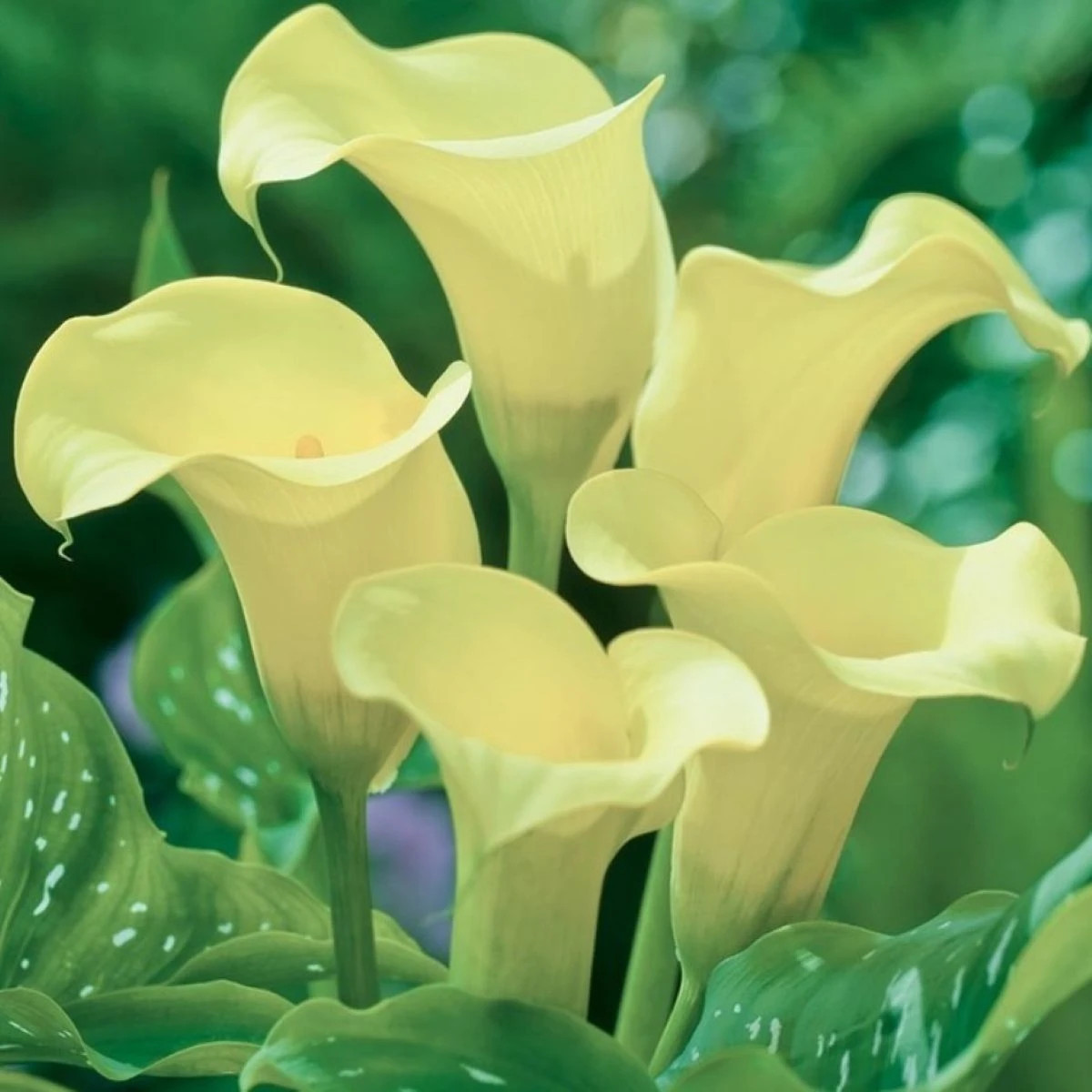 Kala Albomaculata – Zantedeschia – hlízy kaly