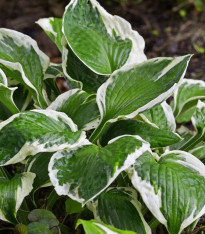 Funkie - Bohyška - Hosta Patriot - cibuloviny - 1 ks