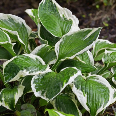 Funkie - Bohyška - Hosta Patriot - cibuloviny - 1 ks