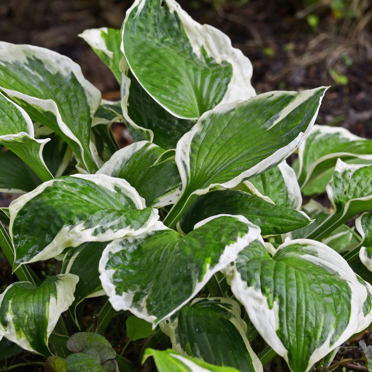 Funkie - Bohyška - Hosta Patriot - cibuloviny - 1 ks
