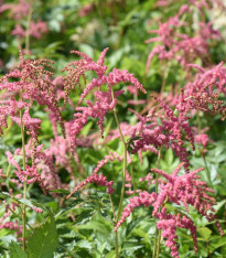 Čechrava Thunbergii Straussenfeder - Astilbe - cibuloviny - 1 ks