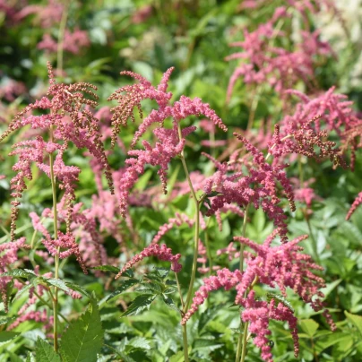 Čechrava Thunbergii Straussenfeder - Astilbe - cibuloviny - 1 ks