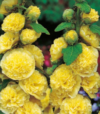 Topolovka žlutá - Alcea rosea - prostokořenné sazenice - 1 ks